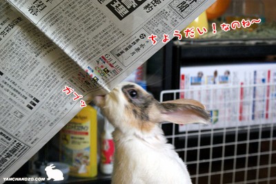 ガブッ! ガブッ!