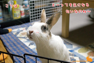 この匂いは・・・