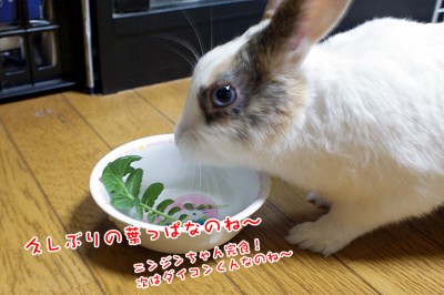 ぷりん人参から