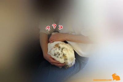 ぷりん捕まる ぷりん捕まる