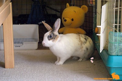 足ダン後の足位置