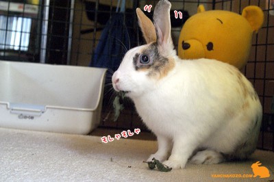 危険でも食べる