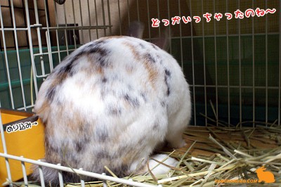 どっかいっちゃったのね～