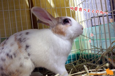 牧草でも食べるのね～