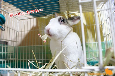 思い出したのね～