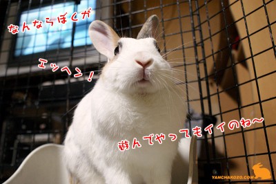 なんならぼくが・・・