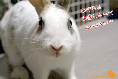 あげるよ あげるよ