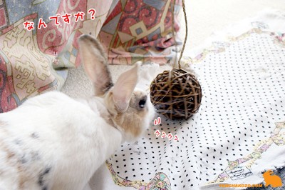 ぷりん何ですか? ぷりん何ですか?
