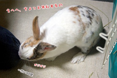 purinそーっと齧るのね~