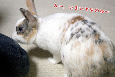 ぷりん美味しくないから次!