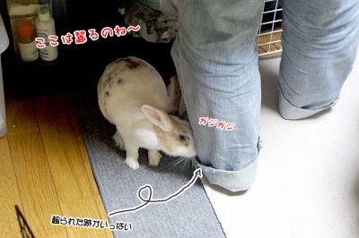 ぷりんとーちゃん齧る