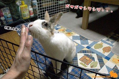 シワシワ手