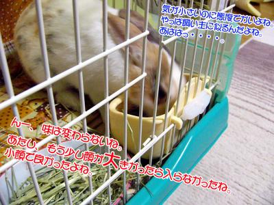 ぷりんペレット