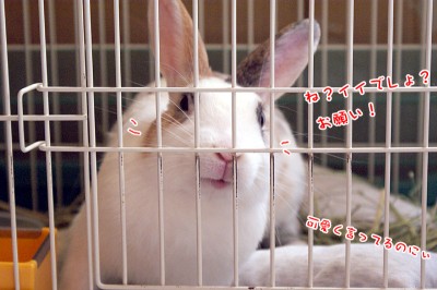 ぷりん可愛くお願いする