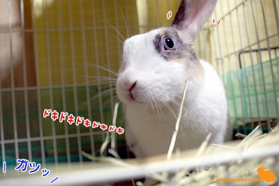 ビックリドキドキ