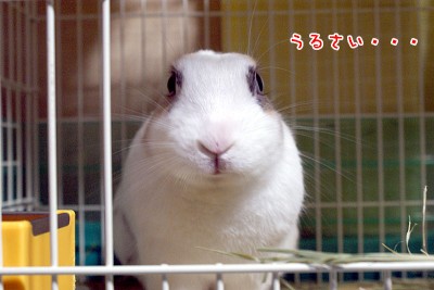 うるさい・・・