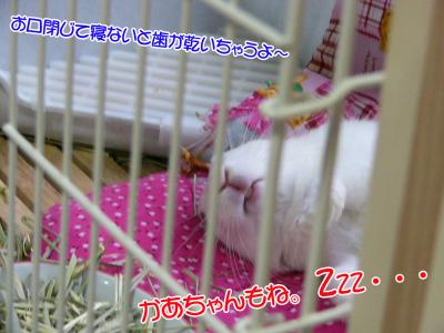 ぷりん歯