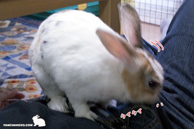 とーちゃんの上で