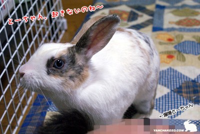 遊んでくれない