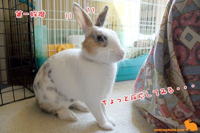 ぷりん反応第一段階