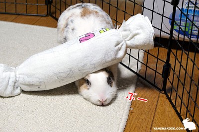 頭に乗せないの～