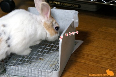 ヒクヒク嗅ぐのね~ ヒクヒク嗅ぐのね~