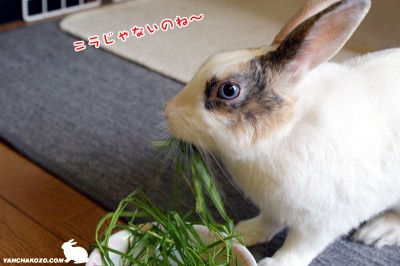 ニラじゃないのね～