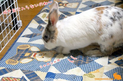 ぷりん気になってホリホリ ぷりん気になってホリホリ