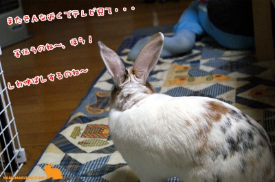 ぷりん手伝うのね~ ぷりん手伝うのね~