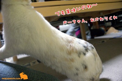 おかわりくれっ！