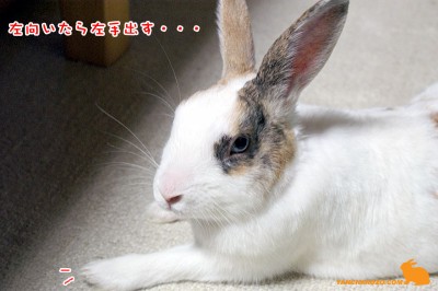 左を向くと・・・