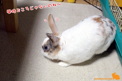 風格どころじゃないのね～