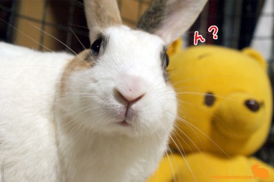 ん？お惚け顔