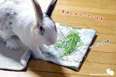 ぷりん美味しゅうございます