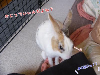 ぷりんエプロン02