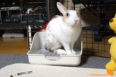 確認中に●出る