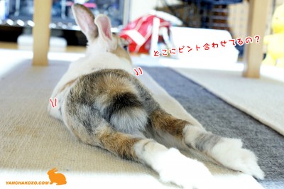 ピントが・・・