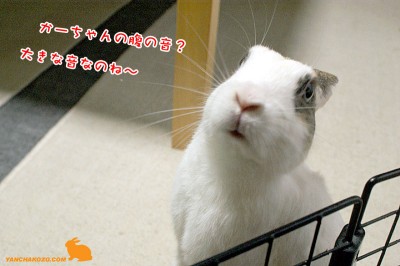 かーちゃんのお腹？