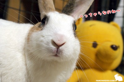 へっちゃらなのね～