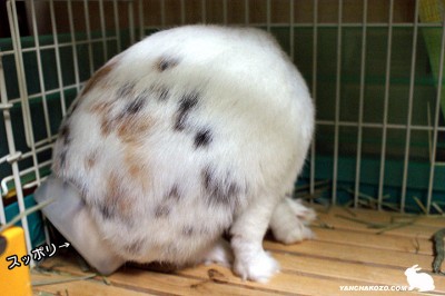 ケージの中でも