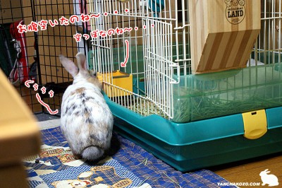 ぷりんぐぅぅぅ