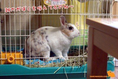 誰か呼んでるのね～