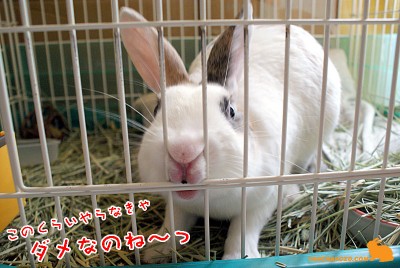 ちょっと違うのね～