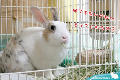 くれるの？