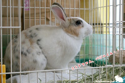 ミントちゃん・・・