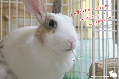 1枚もらった