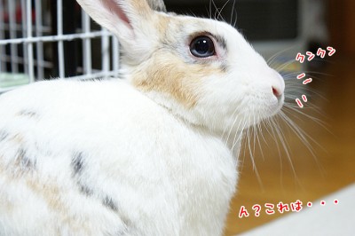 ぷりんこれは・・・？