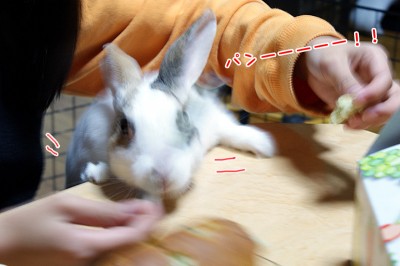 ぷりんパンーーー