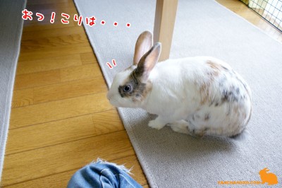 おぉ！こりは！！