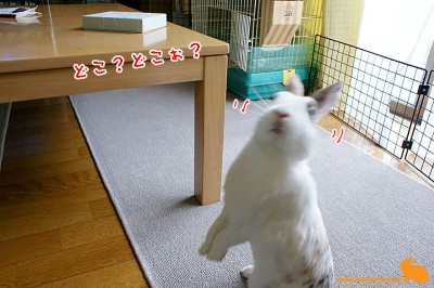 どこ？どこぉ？